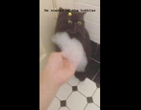 Black cat scared of bubbles