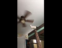 White cat hits head ceiling fan bunkbed 