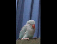 Blue bird sits sleeps on guys shoulder