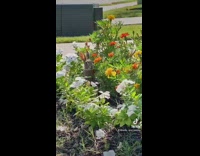 Building a bunny rabbit condo