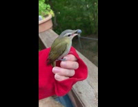 Green bird throws up blueberry girl balcony
