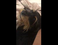 Pet dog sing along with the Happy Birthday song