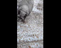 Woman sees pregnant arctic fox roaming