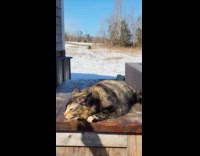 Filmer use shadow to pet the cat