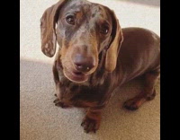 Brown dachshund dog sits carpet whines girl 