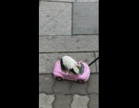 Guy takes guinea pig on a walk with a toy car 