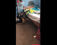 Small brown dog hates the clarinet barks