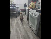 Collab Pets For All - Brown white dog sits kitchen waits meat 