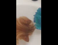 Cat stares at owner wants to shower