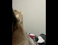 Dog howls to Whitney Houston song 