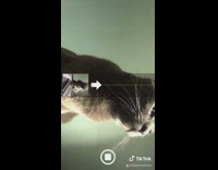 Panoramic photo of grey cat green wall