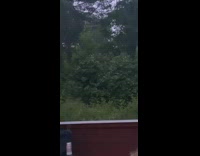 Drunk guy fights bush tree falls fail