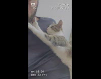 Man pets his cat while on his lap 