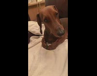 Weiner dog sits with paws touching