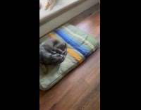 Woman sees fawn resting in her garden