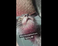 Lykoi cat stares near camera 