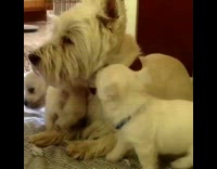 white puppys licking bigger dog consistently 