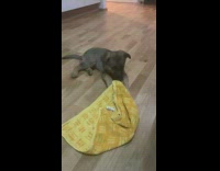 Brown puppy dog bites yellow rag towel 