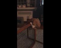 Orange cat trying to climb over fence in house