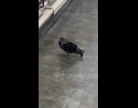 Pigeon stands in front of makeup stall