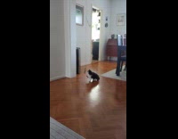 Kitten playing jump and reach hanging toy