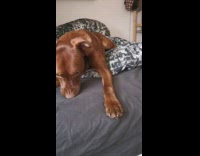 Brown dog moves paws away from girl 