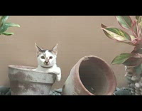Pet cat inside the empty garden pot