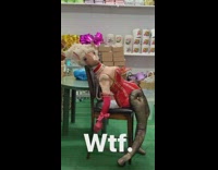 Deer head human body with red corset sits on chair in christmas store