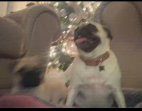 Two pugs sit by christmas tree 
