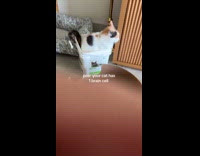 Collab Clips MPUGC - Cat poops on sand litter container