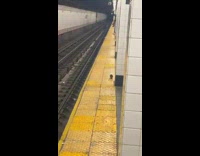 Rat caught walks along the subway in NYC 