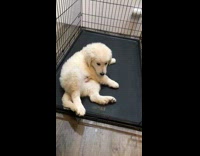 Dog runs into cage and lays down 