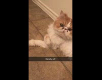 literally wtf brown and white grumpy cat 