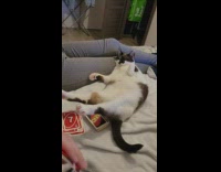 Cat lay on bed stretch legs uno