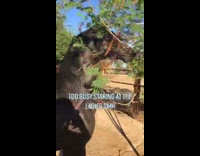 Black horse walks into tree looking at female horses