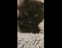 Cat purrs kneads grey blanket tongue out 