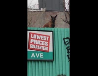Dog stands on roof cover on street