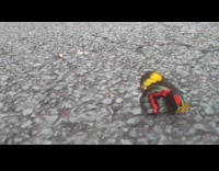 Butterfly with black, red and yellow colors on the ground