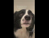 Black and white dog barking at owner on toilet 