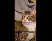 Collab Clips mpugc - Sleeping cat looks dead scares owner wakes up