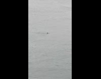 Shirtless guy swims across river water skyline 