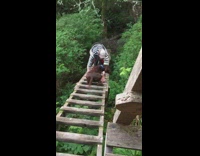 Guy brown dog climb down wood ladder 