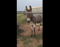 Excited donkey makes noise as treat bucket comes