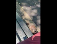 Collab WINY - Groundhog Struggles to Get on Bench and it Does