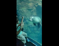 Collab DailyDoseOfInternet - Girl plays with sea lion inside aquarium