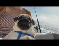 Pug puppy dog blue harness rides boat