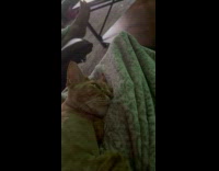 Cat sleeping on the couch with eyes open 