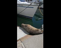 Spotted seal sunbathing waves to man