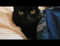 Black cat tucked in bed blue blanket