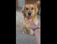 Collab Pets For All - Girl gives brown dog her hand trend